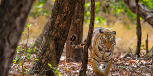 JABALPUR- BANDHAVGARH