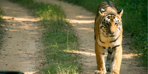 BANDHAVGARH NATIONAL PARK