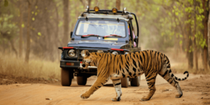 JUNGLE SAFARI – KANHA (240km/6 hrs approx.)