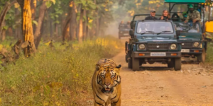 BANDHAVGARH  JUNGLE SAFARI