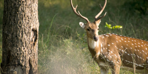 KANHA JUNGLE SAFARI