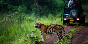 KANHA JUNGLE SAFARI